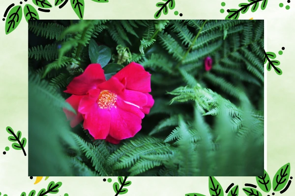 Arranjo de Samambaia com Flores Artificiais A Solução Perfeita para Ambientes Pequenos