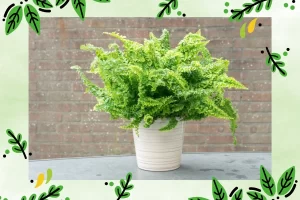 Samambaia Como Plantar e Cuidar