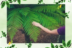 Samambaia Como Plantar em Casa
