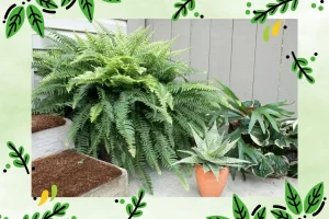 Como Criar um Cantinho Verde com Samambaias em Espaços Pequenos